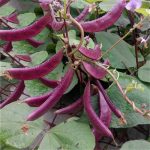 8pcs Purple Beans Lentils Garden Decoration Seedsplants Vegetables Balcony Outdoor Vegetable Seedling Plant Sukulent - 3