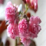 Sales 100pcs Begonia Bonsai Flowers Potted Garden Courtyard Balcony Flower Home Decoration Seeds - 6