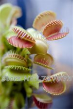 300 Pcs Dionaea Plantas Muscipula Giant Clip Venus Fly Trap Insectivorous Plants Garden Flower Bonsai Seeds - 4