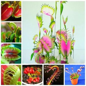 300 Pcs Dionaea Plantas Muscipula Giant Clip Venus Fly Trap Insectivorous Plants Garden Flower Bonsai Seeds