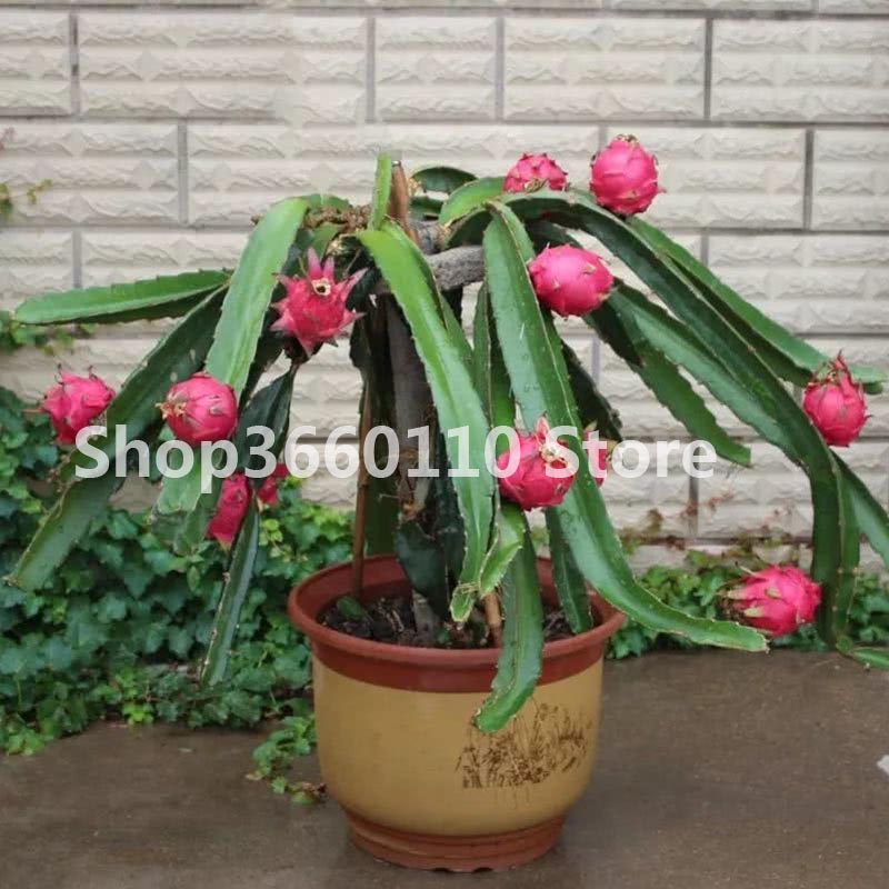 100 Pcs Dragon Fruit Seeds Tropical Juicy Exotic Fruit Tree For Indooroutdoor Cultivation - 3