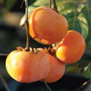 30 Pcs Persimmon Plant Diospyros Kaki Non-gmo Delicious Fruit Tree Home Garden Bonsai Sementes Da Fruta Growing Seeds