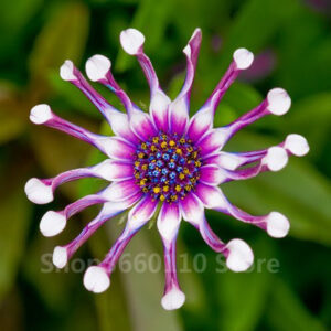 Hot 40 Pcs African Blue Eyed Daisy Flower Osteospermum Bonsai Hardy Plants Exotic Ornamental Flowers Seeds - 2