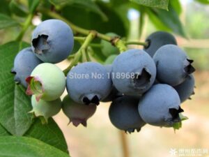 200 American Giant Blueberry Fruit Seeds Germination 95% & - 2