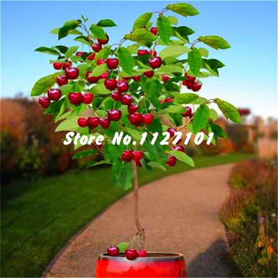 200 American Giant Blueberry Seeds High Germination Rate Of 95 Ideal For Landscaping Outdoor Spaces - 15