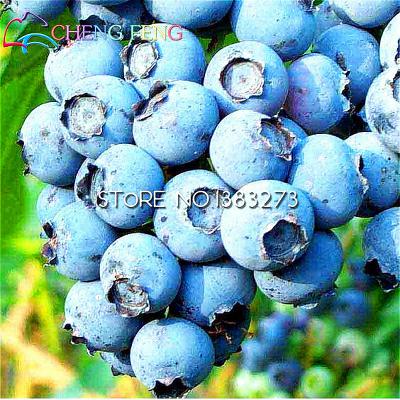 200 American Giant Blueberry Seeds High Germination Rate Of 95 Ideal For Landscaping Outdoor Spaces - 6