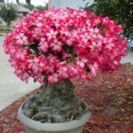 2pcs Color Desert Rose Bonsai Flower Plant Diy Garden Decoration Adenium Obesum Potted To Growing Plants Seeds