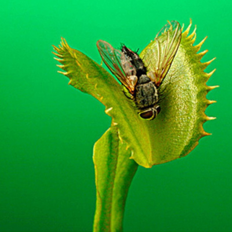 Venus Flytrap Seeds Giant Clip Carnivorous Species Ideal For Indoor Greenhouse Cultivation Family Potting Project - 6