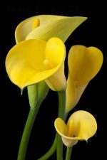200pocs Rainbow Calla Lily Bonsai Flower Plants Indoor Flowers Planting Home Garden Seeds - 3