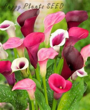 200pocs Rainbow Calla Lily Bonsai Flower Plants Indoor Flowers Planting Home Garden Seeds - 2