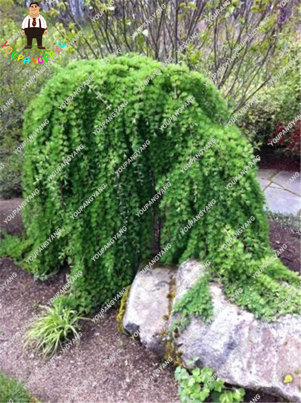 50pcs Spruce Pine Tree Seeds For Courtyard Landscaping Container Growth And Floral Arrangements - 6