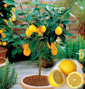 10pcs Fruit Meyer Lemon Plantas Exotic Citrus Bonsai Tree Fresh Seeds