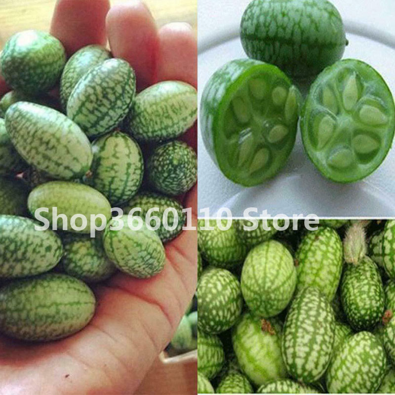 Mexican Mini Pepkino Cucumber Thumb Watermelon Seeds For Exotic Fruit Vegetable Growing - 1