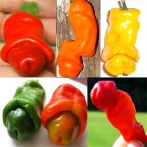 Garden Plants Peter Pepper Bonsai Red Hot Chili Peppers 100 Grain Pack Vegetable Christmas Magic Seeds