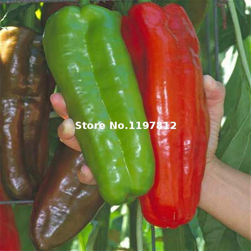 Peter Pepper Red Hot Chili Peppers 100 Grain Pack Vegetable Seeds For Outdoor Cultivation Christmas Magic Edition - 5