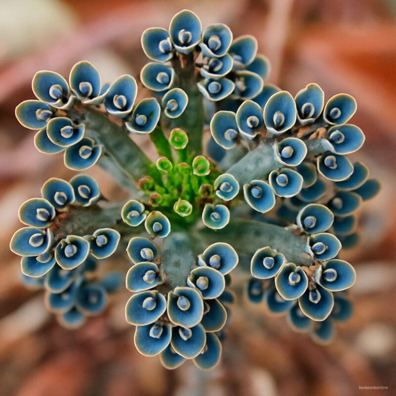 100 Seeds Kalanchoe Exotic And Succulents Bonsai Pot Novel Plants Garden