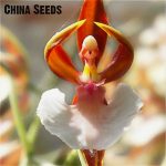 50pcs Orchid Plant Flower Plants Home Garden Phalaenopsis Buy-direct-from-china Orquidea Tree Potted Mixed Colors Seeds - 3