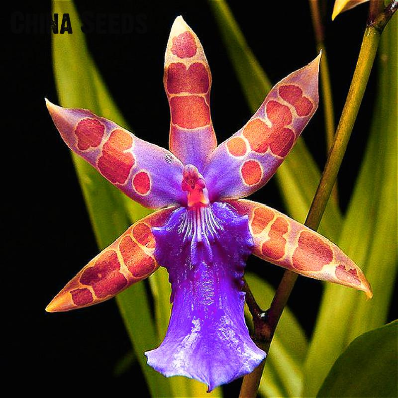 50pcs Multicolored Phalaenopsis Orchid Seeds Potted Flowering Tree Directfromchina Orquidea Collection - 3