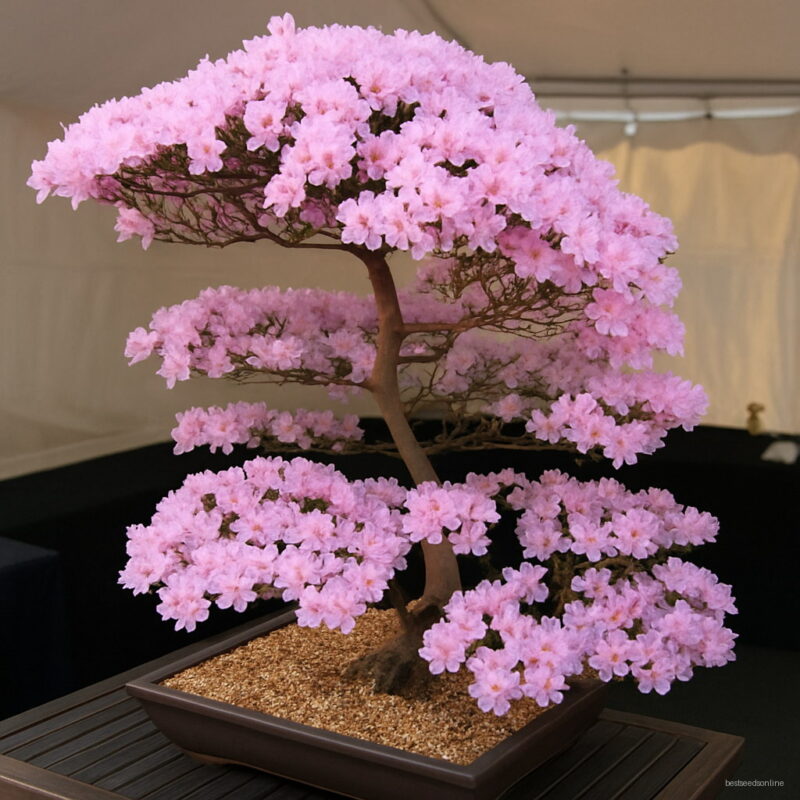 Cherry Blossoms Bonsai Flower Plant Diy Home Garden To 10 Particles Lot E002 Seeds