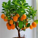 Citrus Plant Bonsai Mandarin Orange Fruit Tree Healthy Food Home Garden To 30 Pcs Seeds