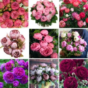 20pcs Beutiful Chinese Peony Flower Bonsai Plant Courtyard Home Garden Flowers Paeonia Suffruticosa Seeds