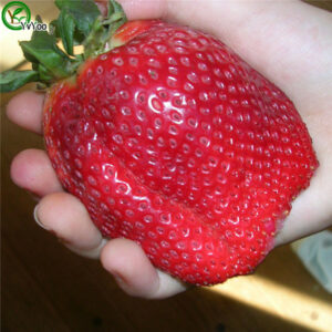Giant Strawberries Organic Fruit Tree Bonsai Plant Can Be Eaten 100 Pcs F011 Seeds - 2