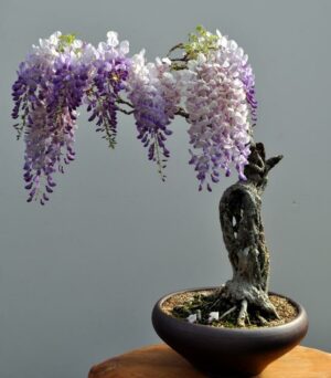 Garden Flower Seedsplants Bonsai Tree Wisteria Vine Saplings Upscale Vegetable Plants Bonsais 5pcs - 2