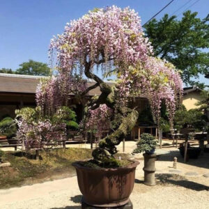 Garden Flower Seedsplants Bonsai Tree Wisteria Vine Saplings Upscale Vegetable Plants Bonsais 5pcs