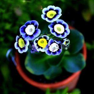 50pcs European Primrose Seeds Primula Malacoides Flower Semillas De Flores Garden Home Diy Plant