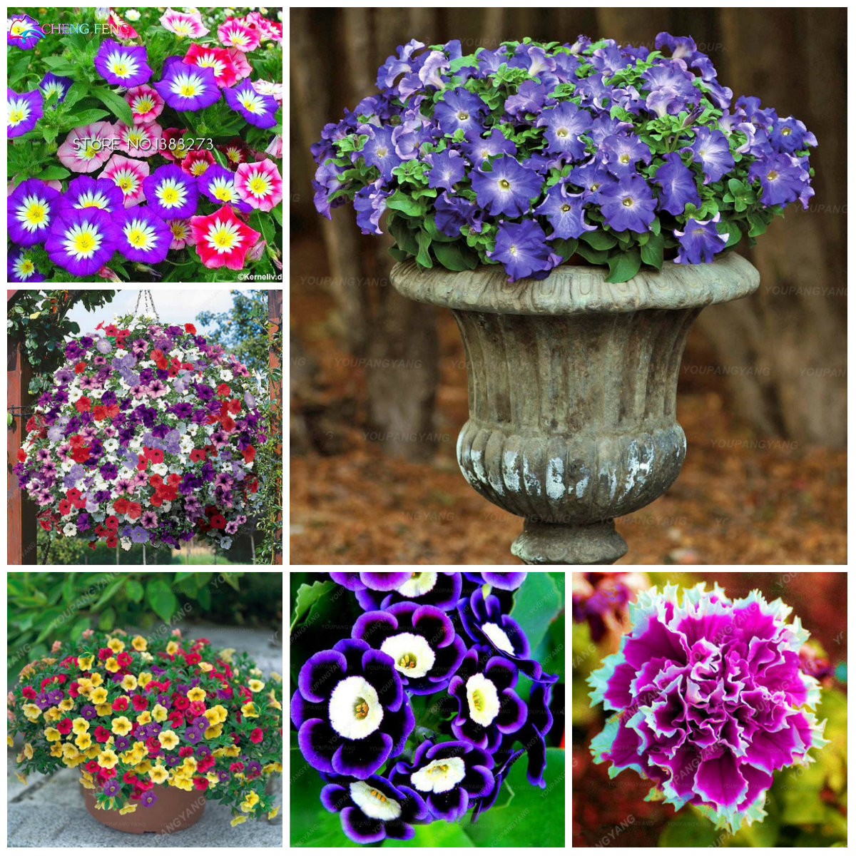 100pcs Indoor Airpurifying Campanula Bellflower Seeds For Interior Decor And Freshness - 18