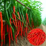 Vegetables Pepper Plants Organic Cayenne Multicolored Non Gmo - 100pcs Lot Seeds - 5 Vegetables Pepper Plants Organic Cayenne Multicolored Non Gmo - 100pcs Lot Seeds - 5