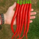 Vegetables Pepper Plants Organic Cayenne Multicolored Non Gmo - 100pcs Lot Seeds - 2 Vegetables Pepper Plants Organic Cayenne Multicolored Non Gmo - 100pcs Lot Seeds - 2