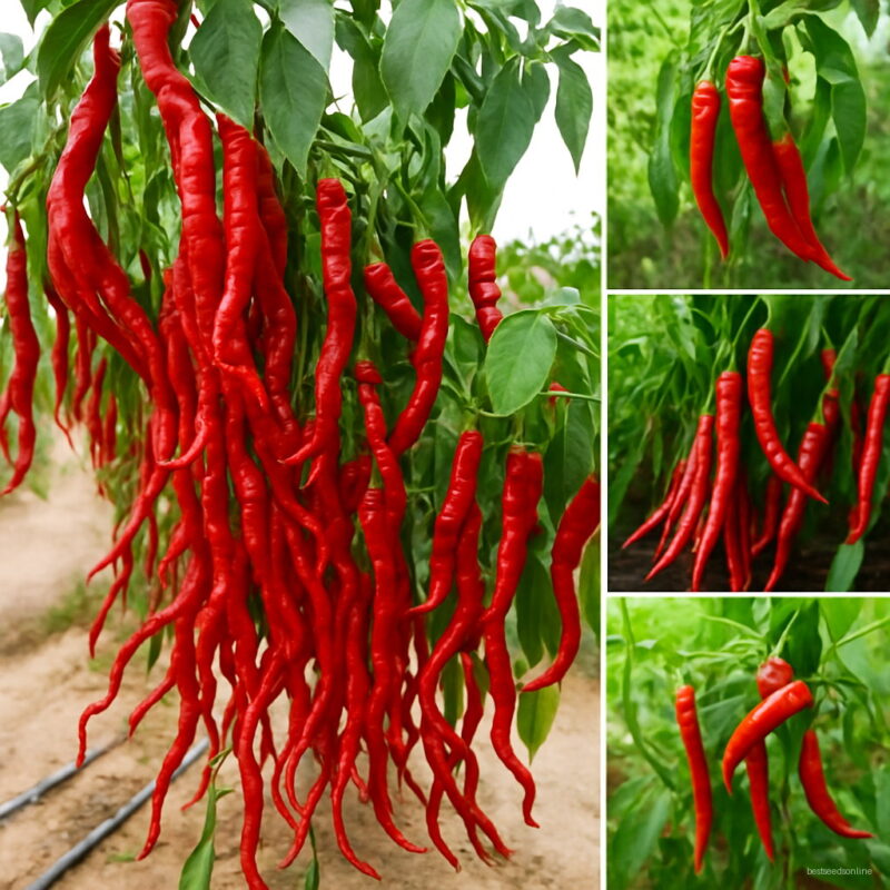 Vegetables Pepper Plants Organic Cayenne Multicolored Non Gmo - 100pcs Lot Seeds