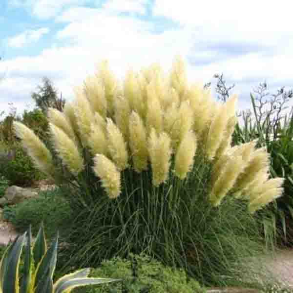 100pcs Beautiful Purple Pampas Grass s Cortaderia Selloana Seeds Decorative Indoor Outdoor Blooming Flowers - 3