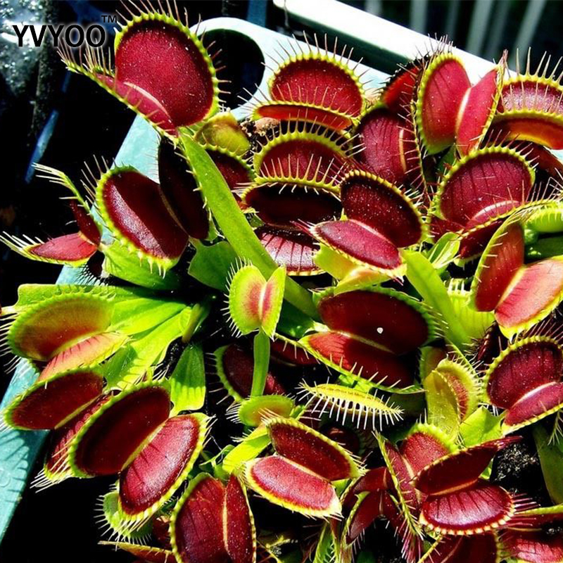 Quality Venus Fly Trap Dionaea Muscipula Carnivorous Seed Kit Ideal For Diy Greenhouse Enthusiasts - 7