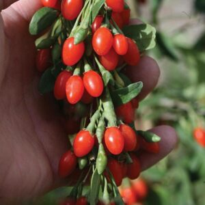 100pcs Pack Seedsplants Outdoor Goji Berry Wolfberry Fruit Bonsai Home Garden Plant Naturally Organic Tree