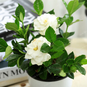 Seedsflower Jasmine Flower Bonsai Potted Plant 100 Pcs Garden Gardenia Seedsplants Outdoor Decor Pot - 2
