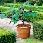 50 Pcs Bonsai Tree Fig Green Tropical Fruit Healthy Food Plant Diy Home Garden Seedlings Inch The Budding Rate Seeds - 3