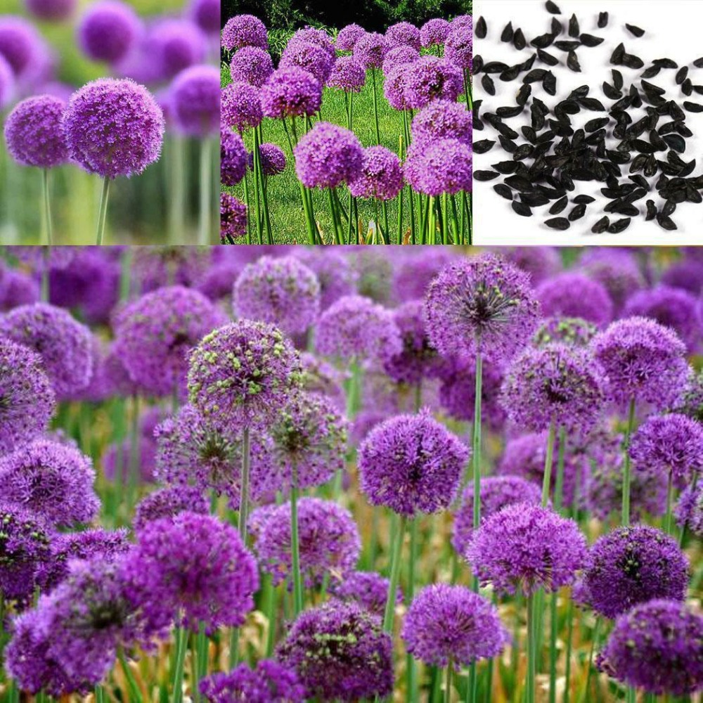 100pcs Onion Flower Seed Mix Perennial Blooming Variety For Indooroutdoor Decoration P999 Seeds - 7