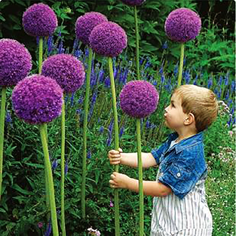 100pcs Onion Flower Seed Mix Perennial Blooming Variety For Indooroutdoor Decoration P999 Seeds - 2