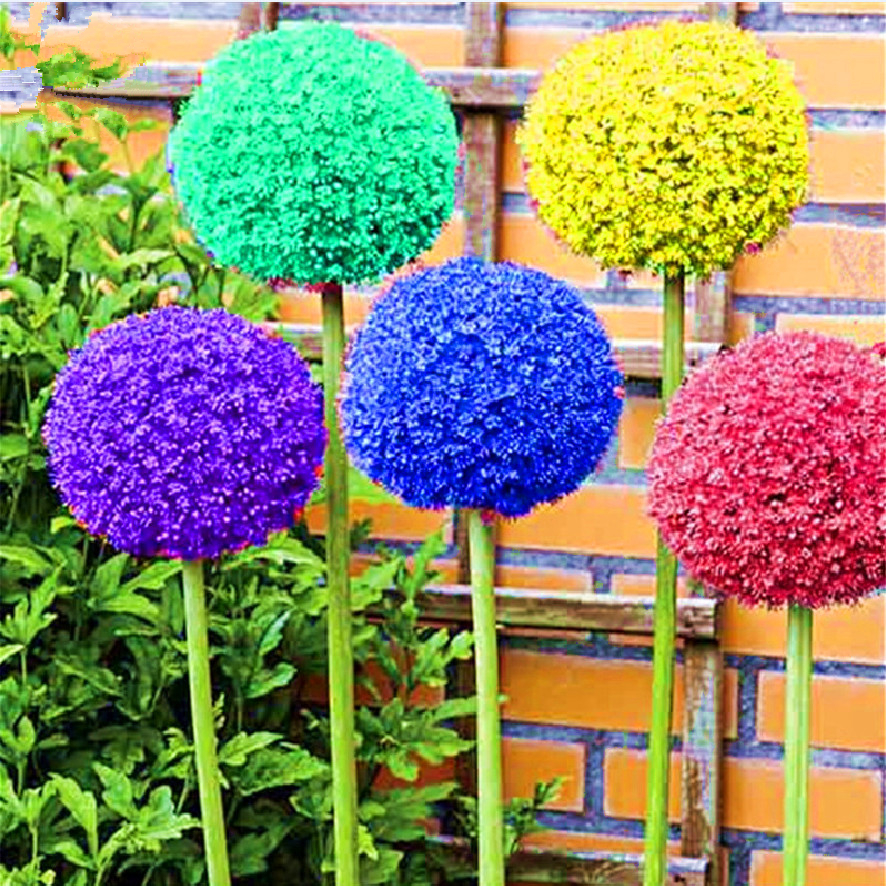 100pcs Onion Flower Seed Mix Perennial Blooming Variety For Indooroutdoor Decoration P999 Seeds - 1