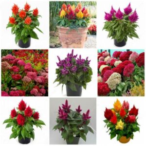 Hot 300pcs Flamingo Cockscomb Bonsai Flower Plants Celosia Cristata Potted Planting Diy Home & Garden Decoration Seeds