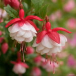 100pcs Fuchsias Bonsai Potted Flower Diy Plants Garden Flowers Bell Lantern Begonia Mixed Color Seeds - 4 100pcs Fuchsias Bonsai Potted Flower Diy Plants Garden Flowers Bell Lantern Begonia Mixed Color Seeds - 4