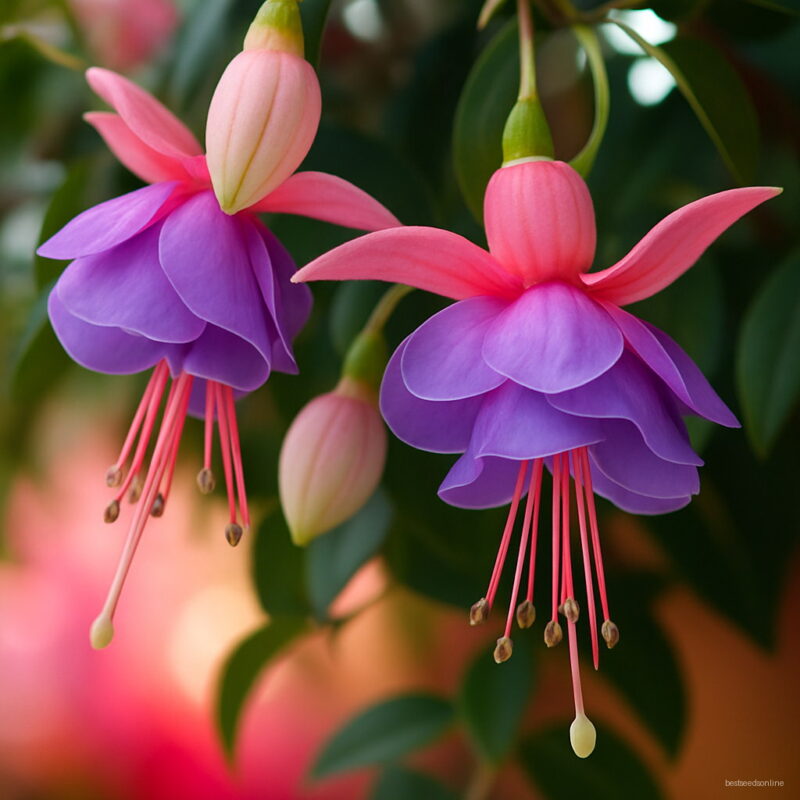 100pcs Fuchsias Bonsai Potted Flower Diy Plants Garden Flowers Bell Lantern Begonia Mixed Color Seeds