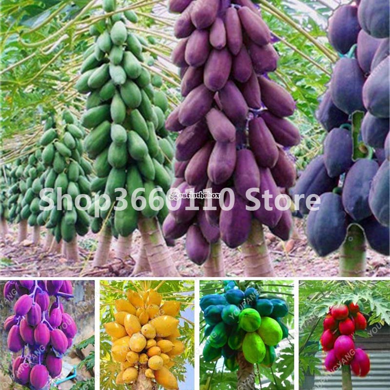 Authentic Japanese Papaya Tree 30 Pcs Organic Vegetable Fruit Seeds For Outdoor Tropics - 2