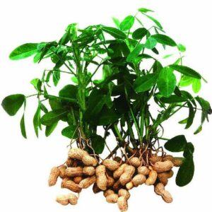 Hot 10pcs Peanut Plants Bonsai Vegetables Plantas Big Red Mix Color Organic Fruit Home Garden Planting Seeds