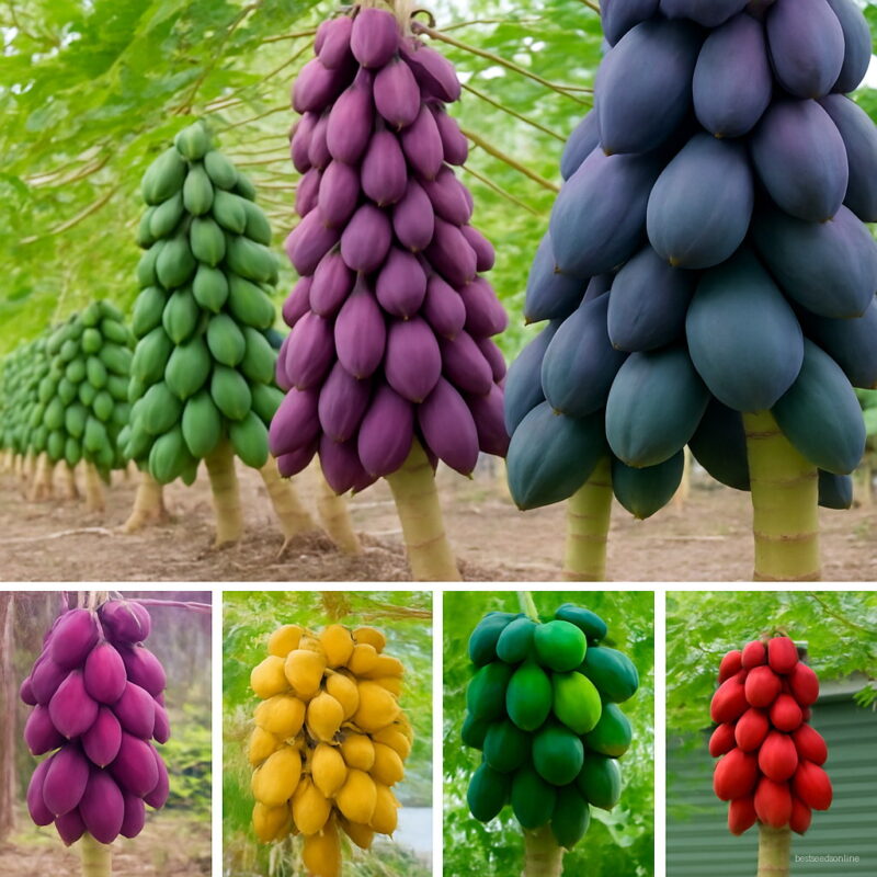 20pcs True Papaya Plants Bonsai Tree Organic Carica Bonsais Garden Vegetable X Fruit Planting Seeds