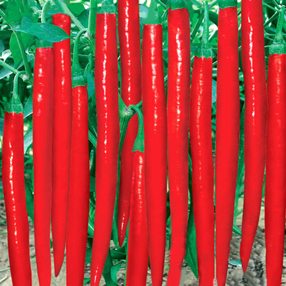 200pcs Long Red Chili Pepper Seeds Healthy Vegetable Banana Fruit For Diy Cultivation - 2