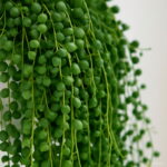 Hanging Pearl Chlorophytum Bonsai Type Potted Of Flower Plants Indoor Air Purification Home Garden Succulent 100pcs Seeds - 3 Hanging Pearl Chlorophytum Bonsai Type Potted Of Flower Plants Indoor Air Purification Home Garden Succulent 100pcs Seeds - 3