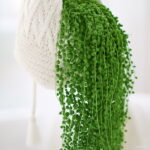 Hanging Pearl Chlorophytum Bonsai Type Potted Of Flower Plants Indoor Air Purification Home Garden Succulent 100pcs Seeds - 2 Hanging Pearl Chlorophytum Bonsai Type Potted Of Flower Plants Indoor Air Purification Home Garden Succulent 100pcs Seeds - 2